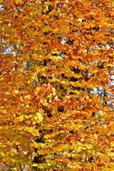 Intensiv gelbrot gefärbte Buchenblätter im Herbst