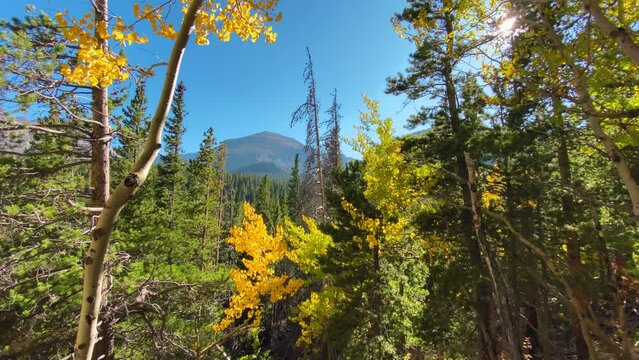 Aspen trees turning yellow in Rocky Mountain National Park in Colorado in the fall