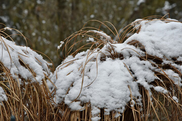 Das dürre hohe Gras wird vom Neuschnee gedrückt und gebogen