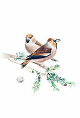 Fototapeta premium Bird illustration. Hawfinch