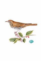 Bird illustration. Song Thrush