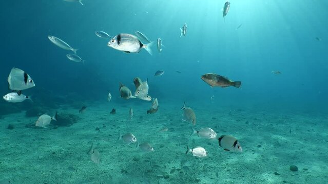 underwater fish scenery from mediterranean mostly   sea breams ocean scenery underwater landscape seabreams Diplodus sargus