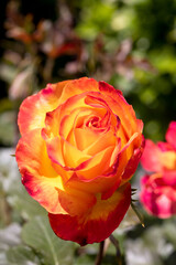 Bright rose close-up. Beautiful background blur, selective focus - 742597786