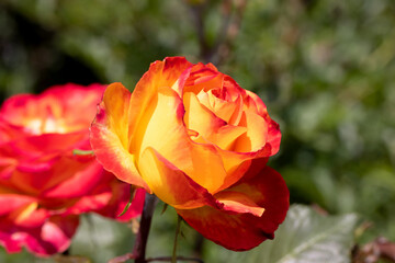 Bright rose close-up. Beautiful background blur, selective focus