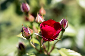 Bright red rose close-up. Beautiful background blur, selective focus