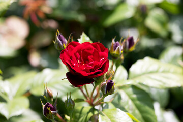 Bright red rose close-up. Beautiful background blur, selective focus - 742598357