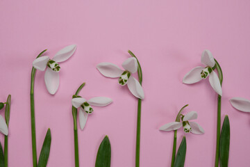 Top view of white snowdrops flowers on a pink background. Creative spring flowers flat lay. Copy...