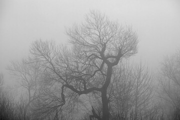 Silhouette of a Tree on a Foggy Winters Day near Durham, England, UK.