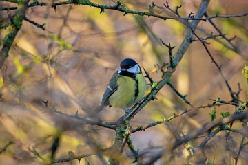 Great Tit in a hedgegrow on a winters day. County Durham, England, UK.