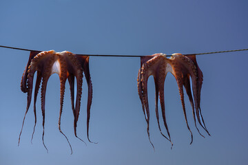 Octopus hangs on a line to dry in Greece
