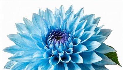 light blue flower on a white background isolated with clipping path closeup big shaggy flower for design dahlia