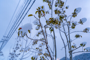 雪国の朝の風景
