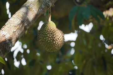 Durian fruits (King of fruit; Buah Durian; duren, Durio); duriang; dulian, rulen). There are many...