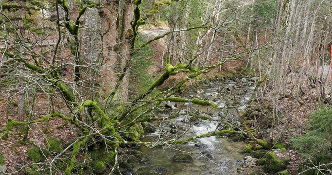 Oberlauf der Rottach Bach zwischen Suttensee am Fu&szlig;e des schneebedeckten Wallbergs
