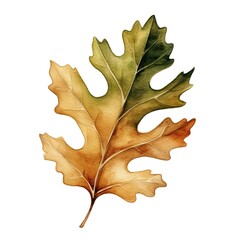 Naklejka premium Exquisite watercolor illustration of a single oak leaf, beautifully detailed, perfect for elegant autumnal designs and botanical themes