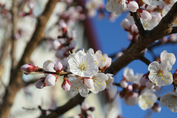 A blooming white cherry blossom with yellow stamens