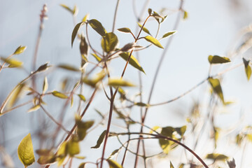 Clematis before bloom in the spring garden