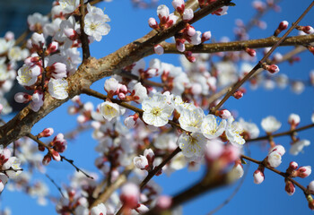 Opening and blooming white flowers on the branches of a cherry tree