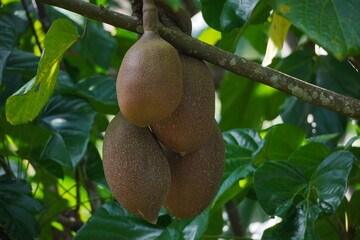 Pangium edule seeds on the tree, used as a spice in Indonesian cooking. Known as Kluwek. Used as an ingredient in traditional Indonesian dishes, namely Rawon.