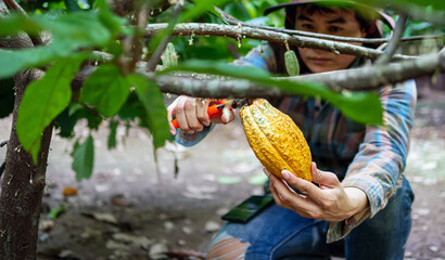 Close-up hands of a cocoa farmer use pruning shears to cut the cacao pods or fruit ripe yellow...