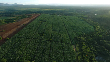 Banana agriculture field growing and field being prepared for another culture, Aerial perspective...