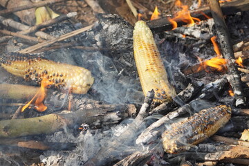 Roasted corn. Corn being roasted on a fireplace using firewood