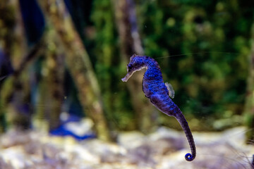 Pot-Bellied Seahorse Floating in Aquarium Waters © Agustin