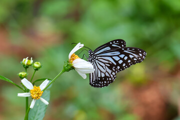 A black and white butterfly sits on a white flower with yellow pollen in the green grass. See the details of the beautiful butterfly pattern.