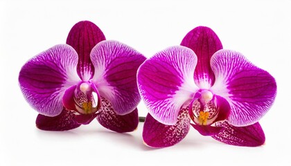 purple orchids flowers isolated