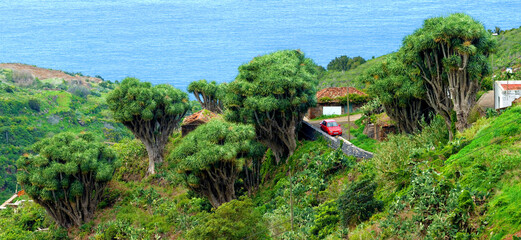 La Tosca Dragon Trees (Dracaena Draco) La Palma, Canary Islands, Spain