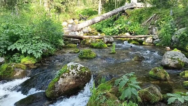 A small stream flows down from the mountains in a cascade on a picturesque clearing in a dense coniferous forest in a sunny summer day. The Jerboa River, Ergaki Natural Prak, Krasnoyarsk Territory, Si
