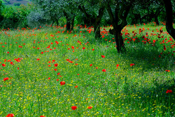 near Terni meadow with Red Poppies (Papaver Rhoeas) and Olive Trees, Umbria, Italy