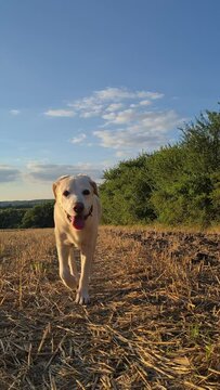 Cute senior dog walking on field. Front view of old labrador retriever on sunny day. Real time in 4K resolution.
