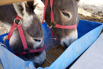 Two donkeys eat from the trough