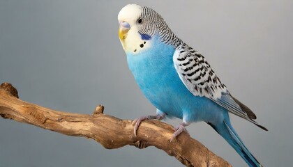 A blue budgie on a branch