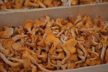 Chanterelles at the farmers market