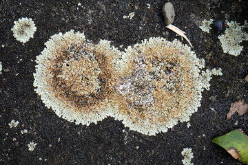 Lichen Lecanora or stone lichen growing. Top view, close up shot, no people