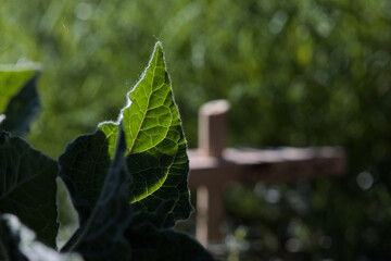 Single strong green leaf with backlight and a shimmer in the garden