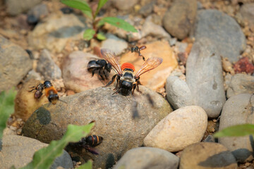 CloseupOrange-bottomed big-eyed bee walks for food on the rocky ground beside a river in the forest.