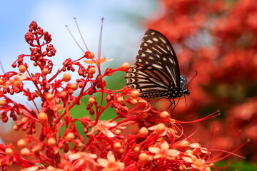 selective focus beautiful butterfly black and white amazing pattern beautiful in a grove of red flowers
