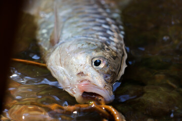 selective focus fish in a clear river Captured by forest villagers in abundant natural water sources