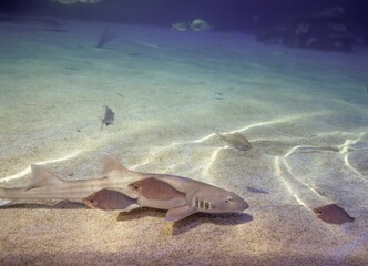 Graceful Stingray Gliding Over Sandy Ocean Floor