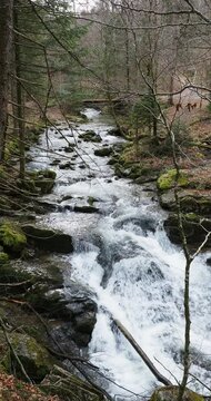 Wanderung durch den Wald zum Suttengebiet. Oberlauf der Rottach Bach zwischen Suttensee, Enterrottach, Rottach-Egern bis Tegernsee 
