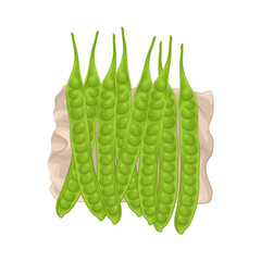 Illustration of vegetable petai 