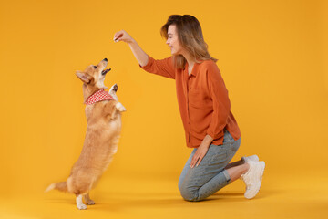Happy woman joyfully engages in play and training activities with her attentive pembroke welsh...