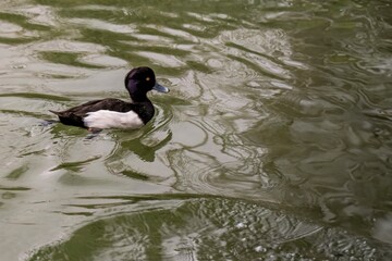 Tufted Duck Swimming in Calm Pond Waters