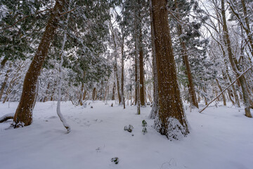 蒜山の森の雪景色の風景
