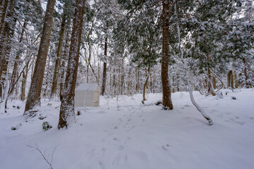 蒜山の森の雪景色の風景