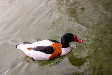 Common Shelduck Swimming in Murky Pond Water