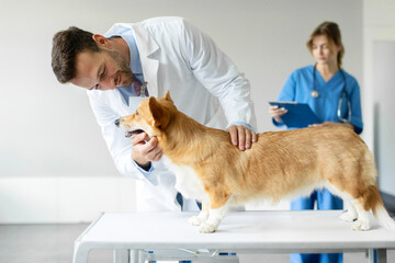 Medicine and pet care concept. Male vet checking up pembroke welsh corgi dog in clinic, female...